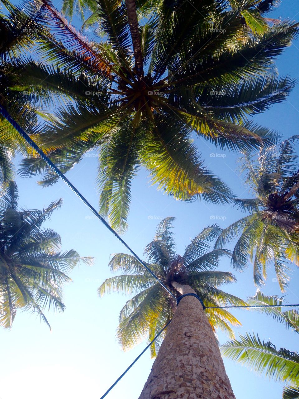 Coconut trees . Tropical trees 
