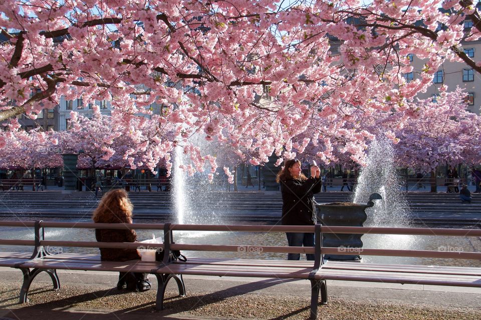 Spring in the world . Spring in Stockholm, Sweden 