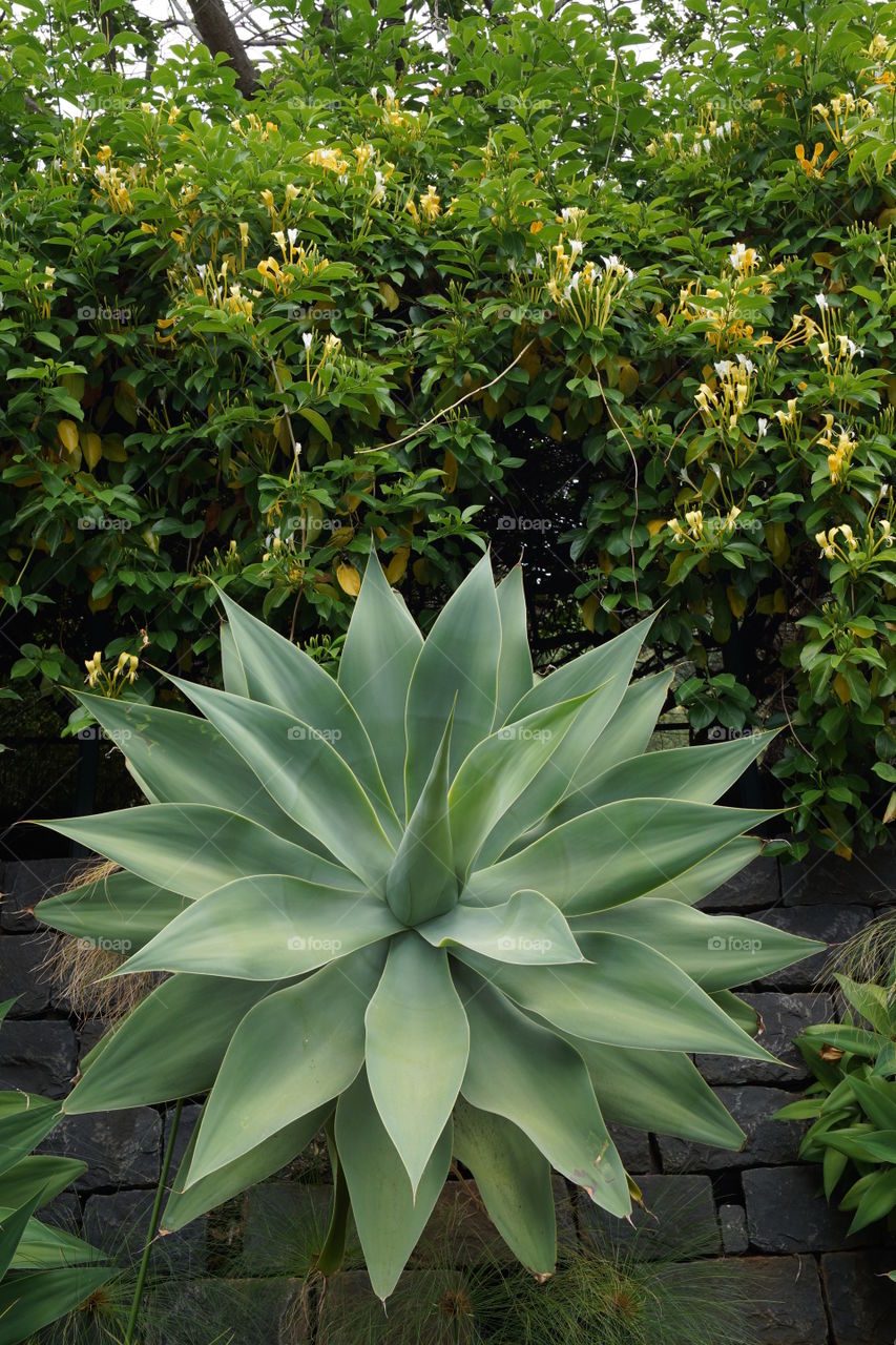 Agave à cou de cygne. Agave photographiée au jardin botanique de Funchal sur l'île de Madère.