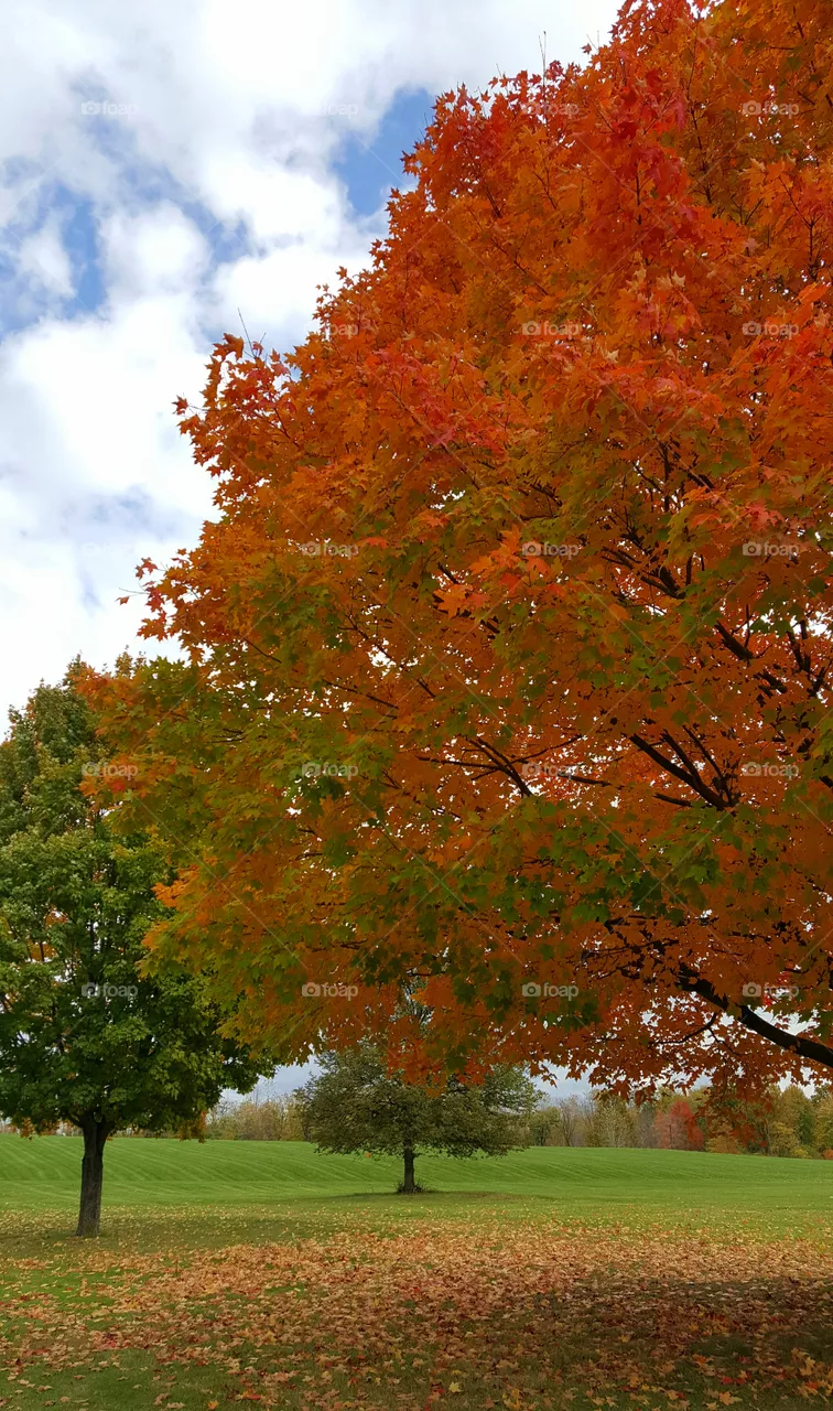 Autumn