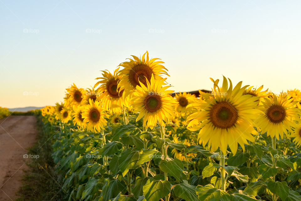 View of sunflowers field