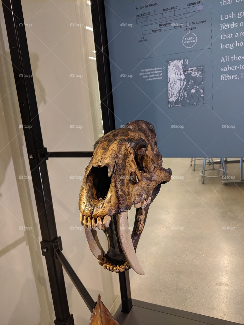 A Saber Tooth Cat or Smiledon