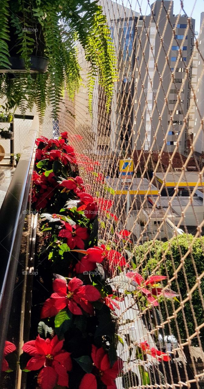 Meu jardim no quinto andar