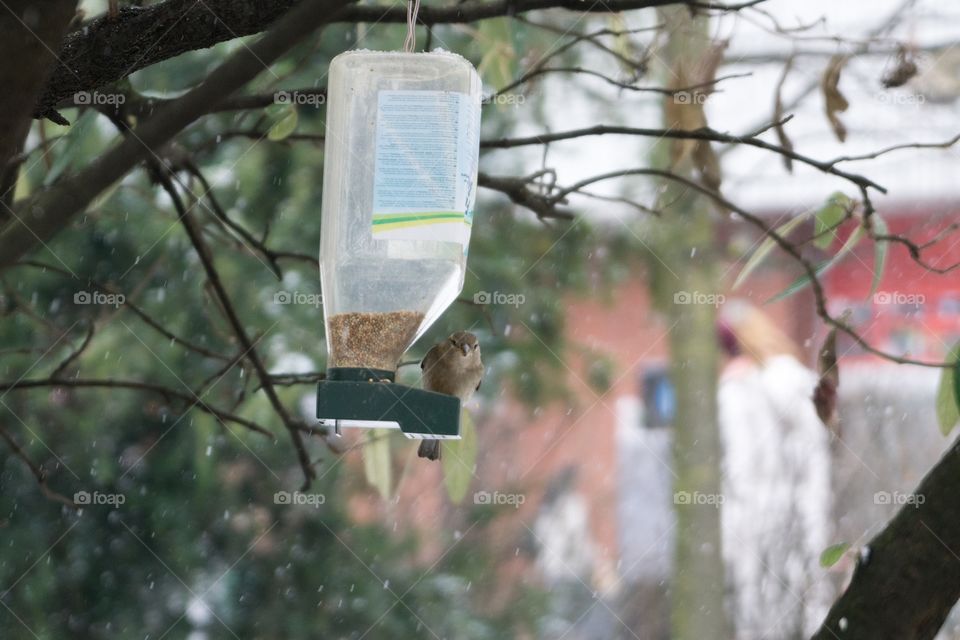 bird on the feeder during snowfall