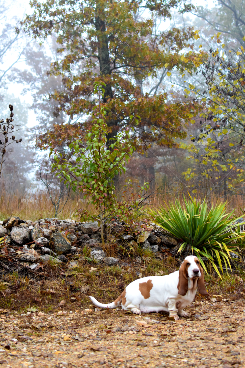 Scenic view with sitting dog