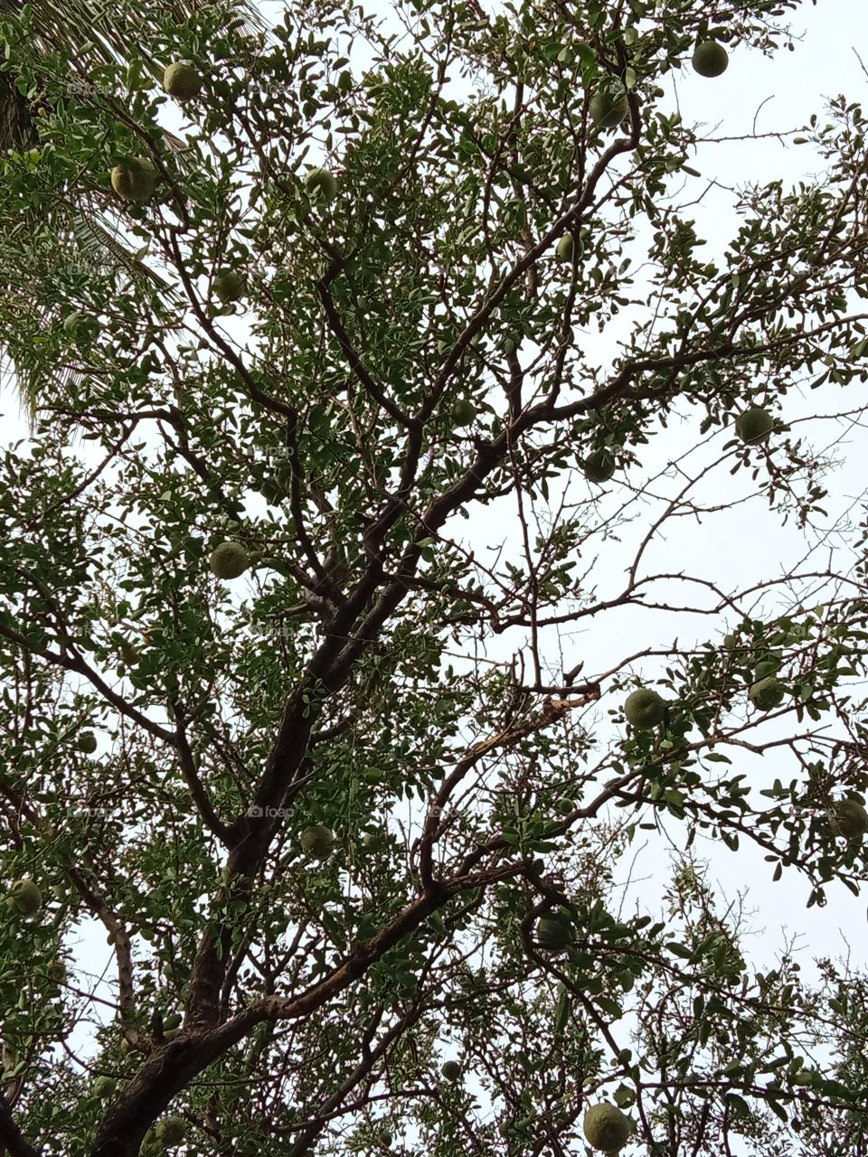 This tree is most valuable of God siva temple.