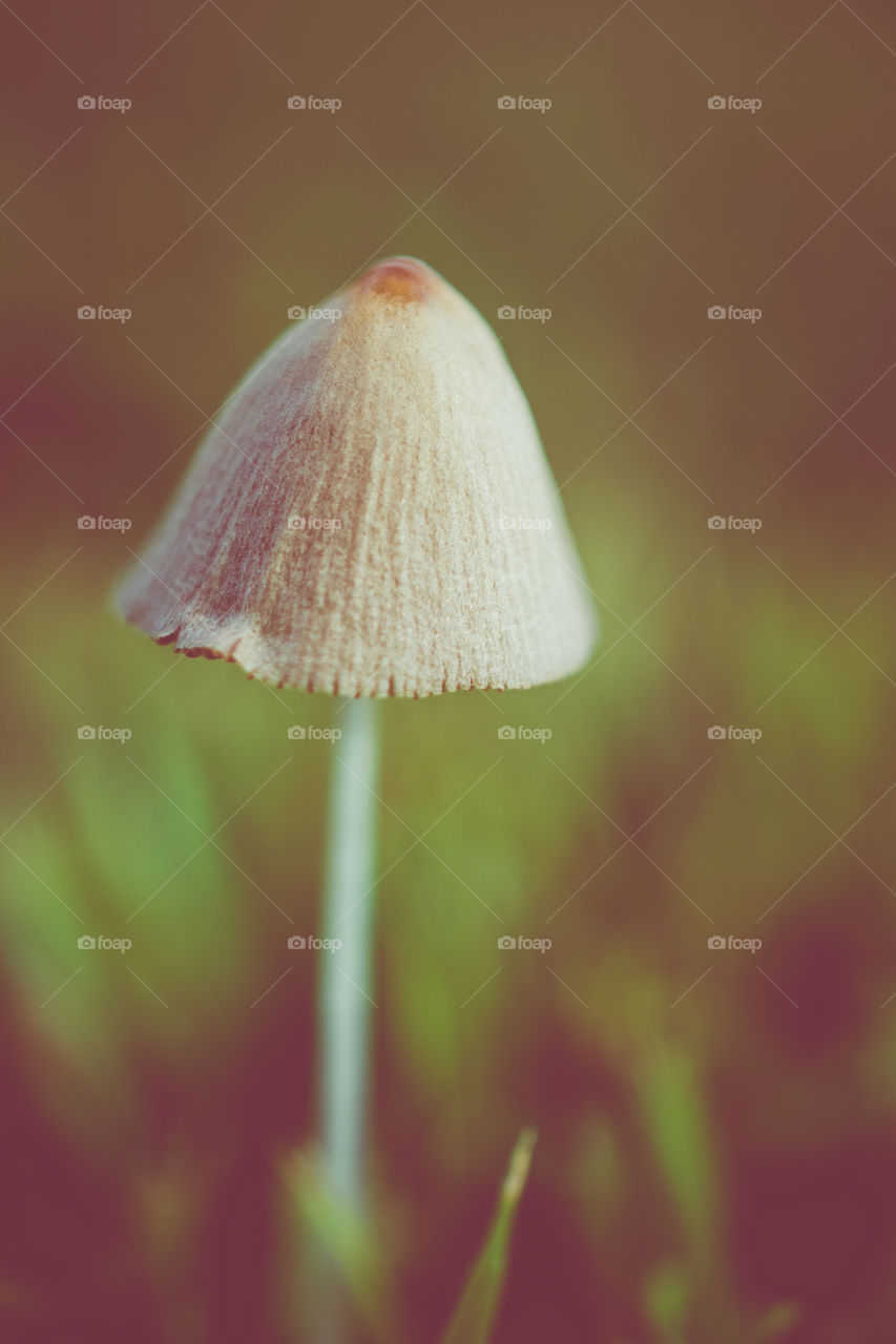 Tiny Wild Mushroom in the Grass