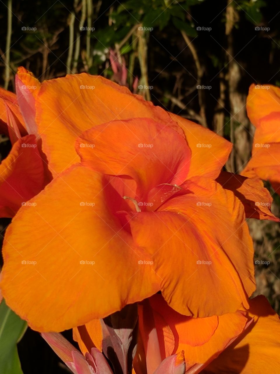 lovely Canna x generalis flower