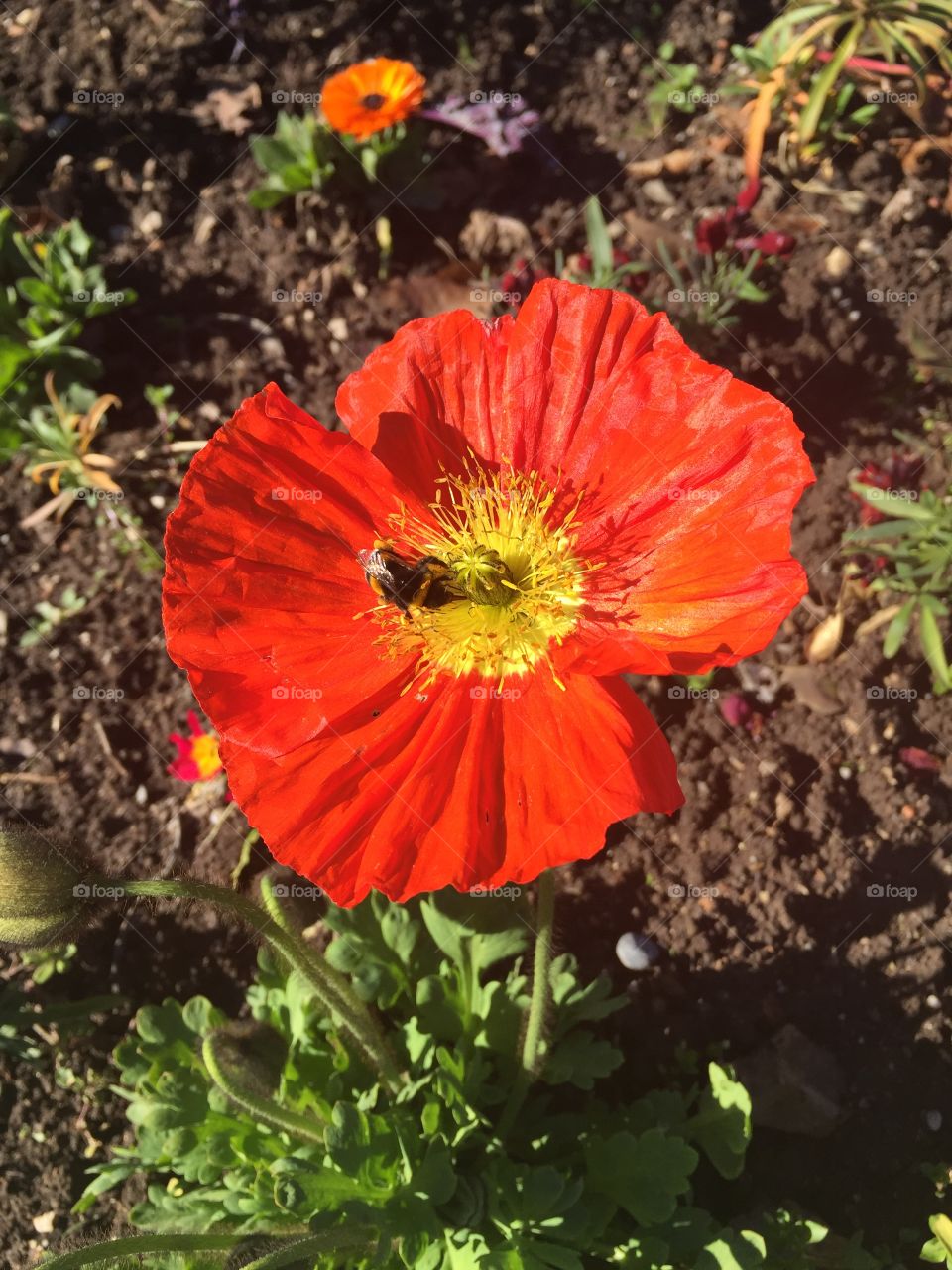 High angle view of bee on flower