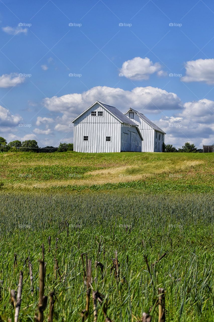 Barns on a Beautiful Day