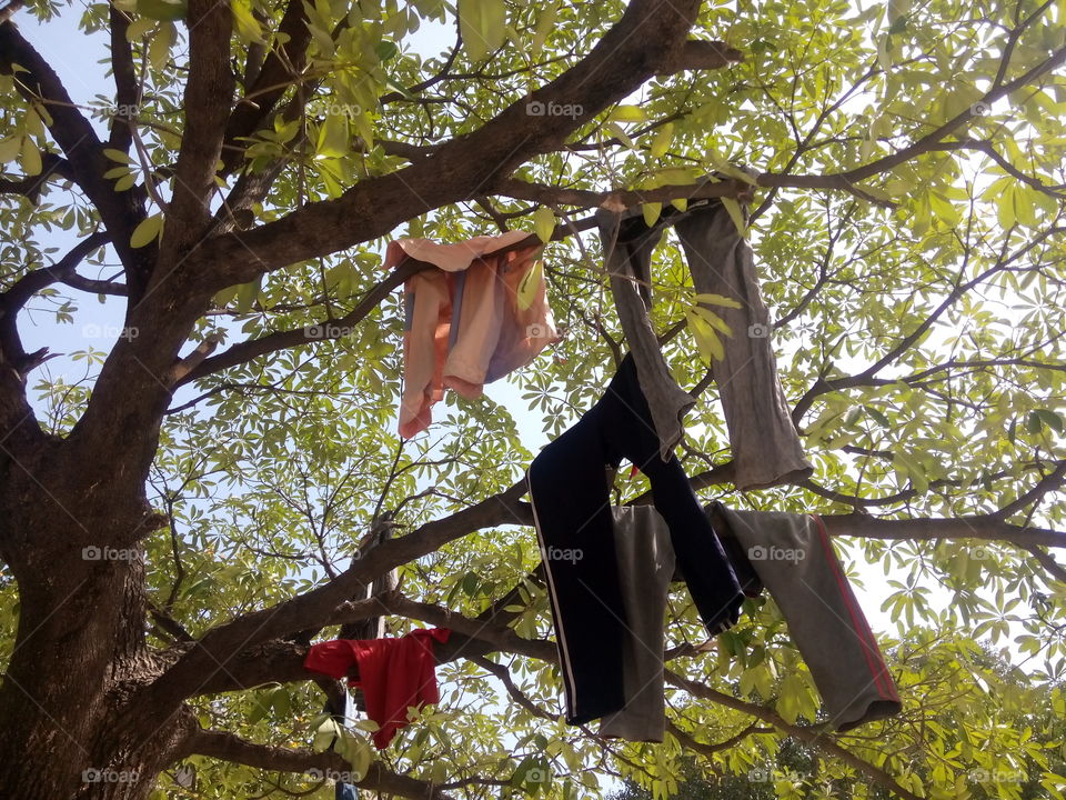 clothes trees