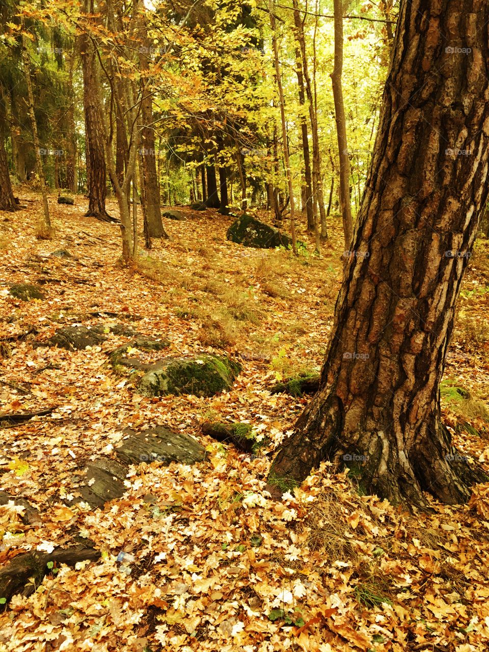 Tree trunk in autumn