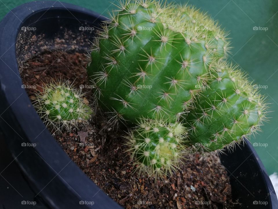 #Cacti