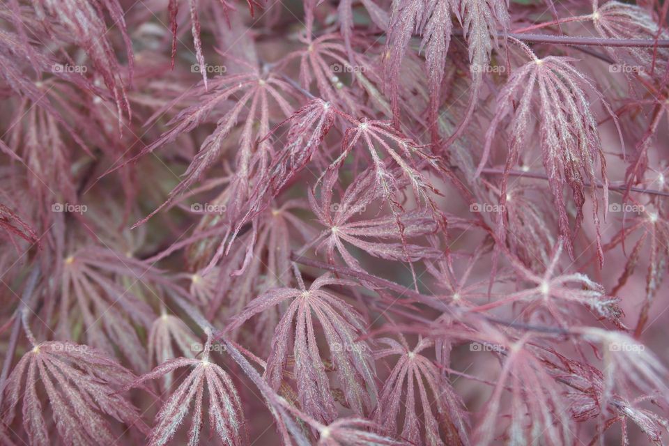 Red maples as background 