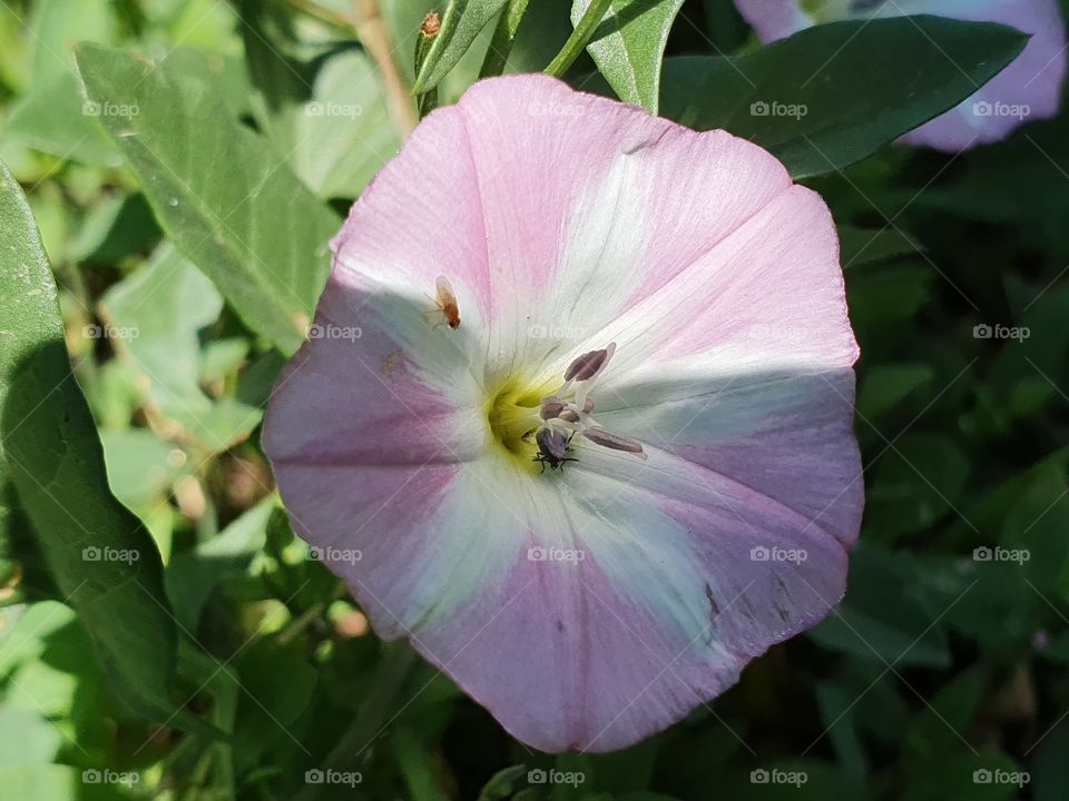convolvulus flower with bugs