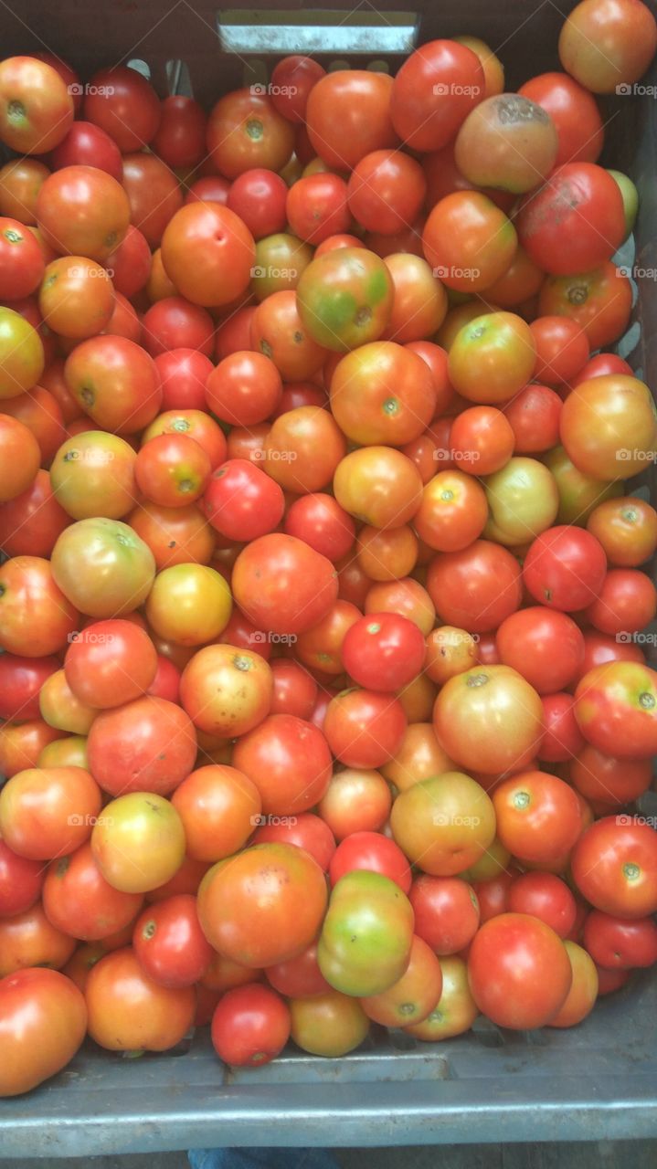 Lovely tomato in red colourful