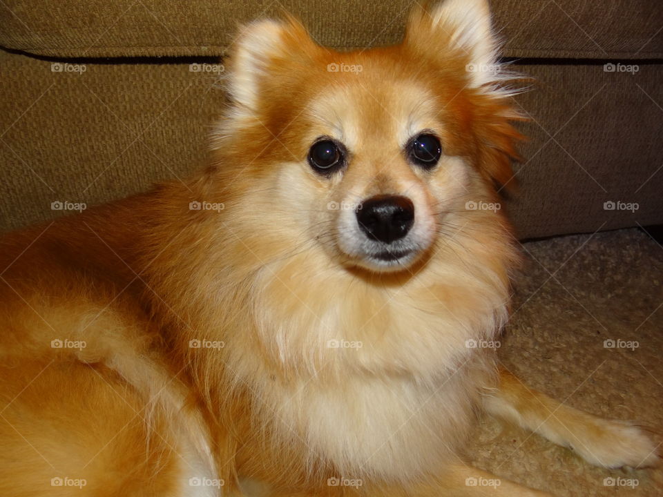 Pom Wonderful. My dog