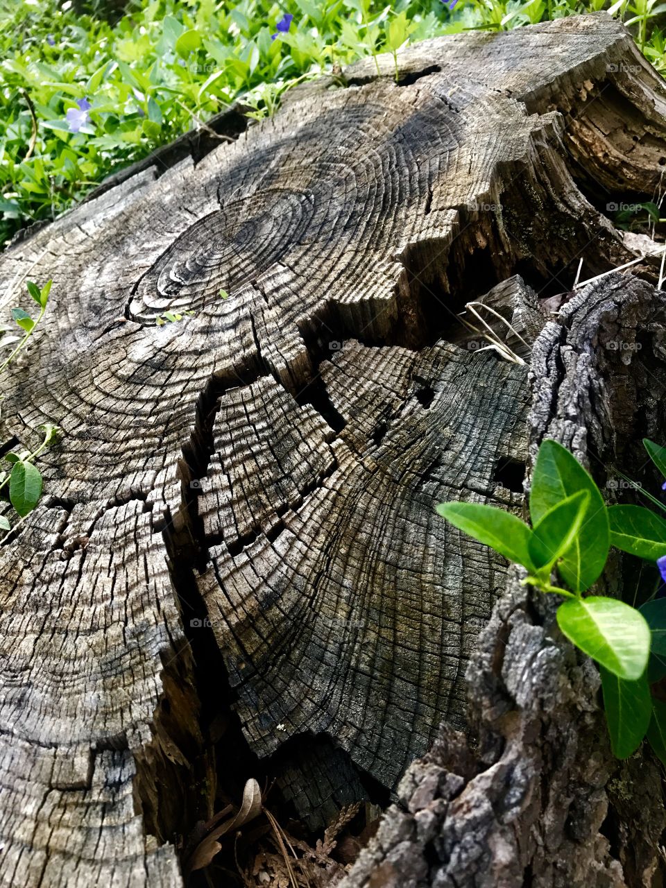Tree stump life