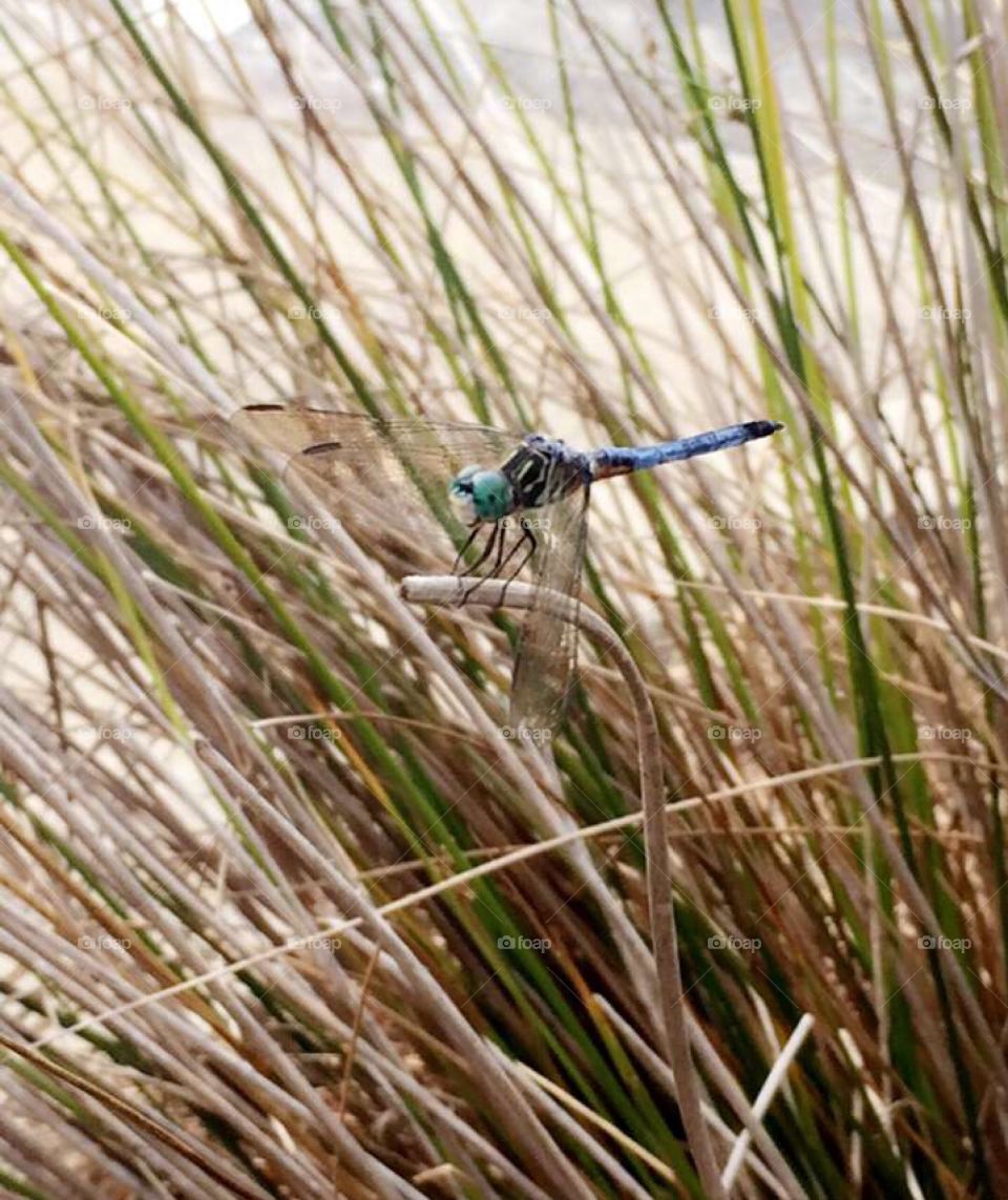 Dragonflies are the worlds most misunderstood insect. Blue dragons fly. Close up 