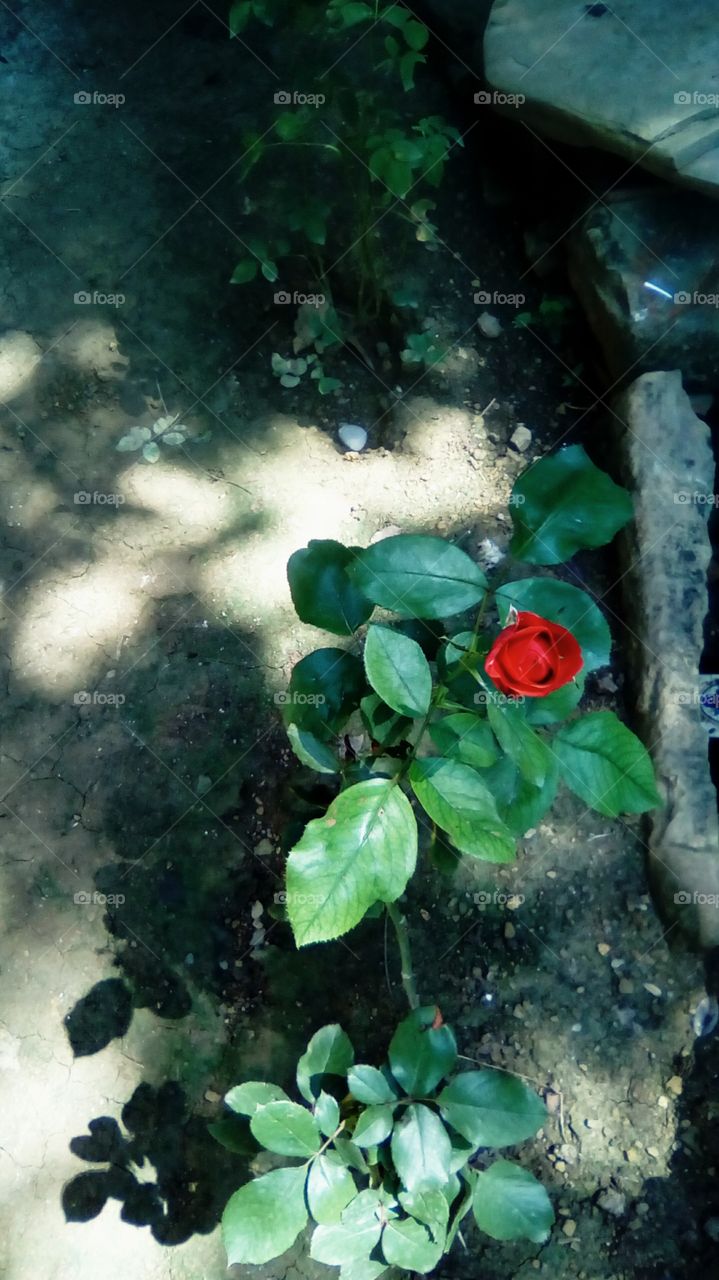 rosa bellísima de color rojo  ,su aroma de perfume