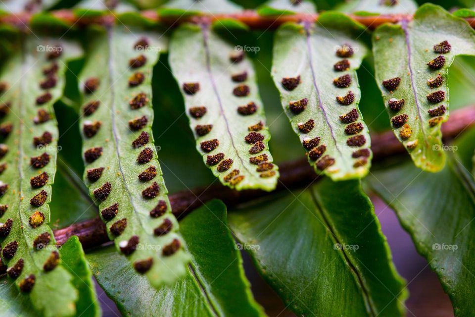 Macro - close-up of tiny spores on the back of a fern leaf