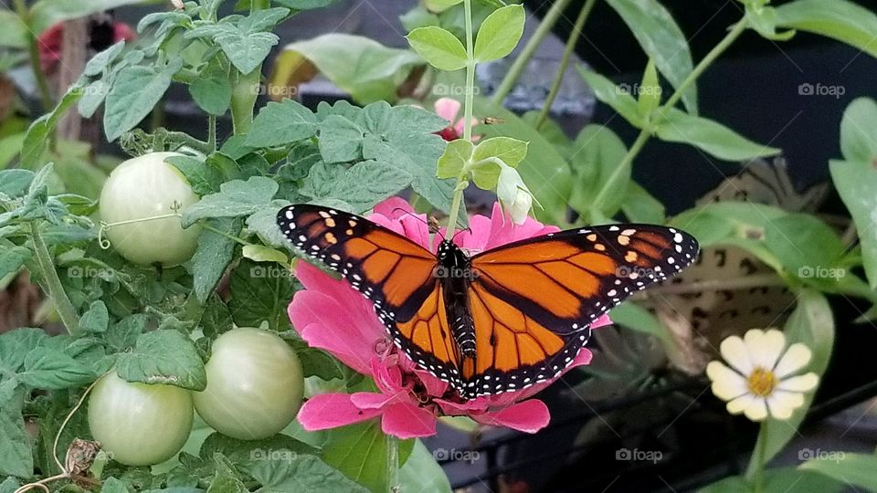 Beautiful Butterfly in Garden