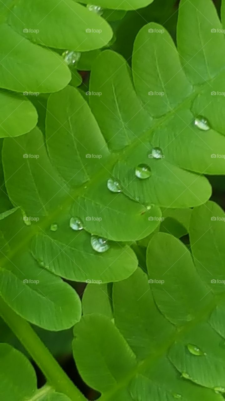 dew on a fern leaf