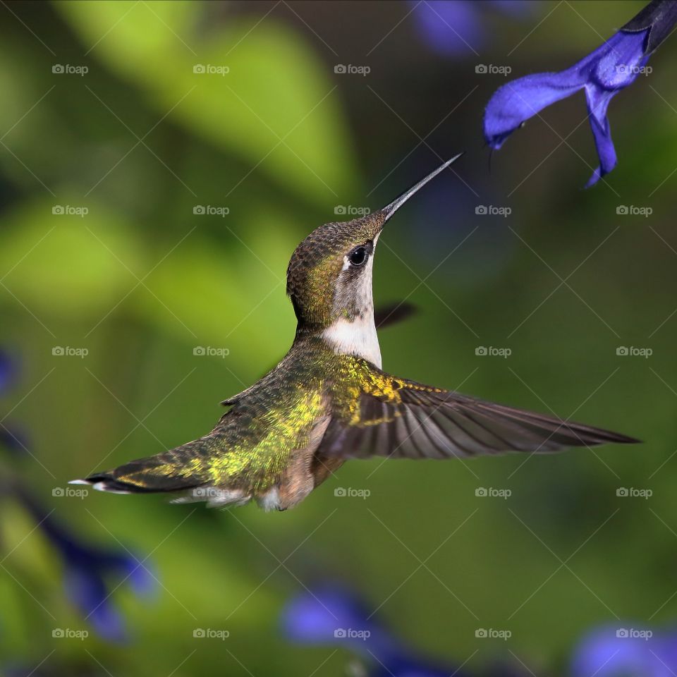 ruby-throated hummingbird