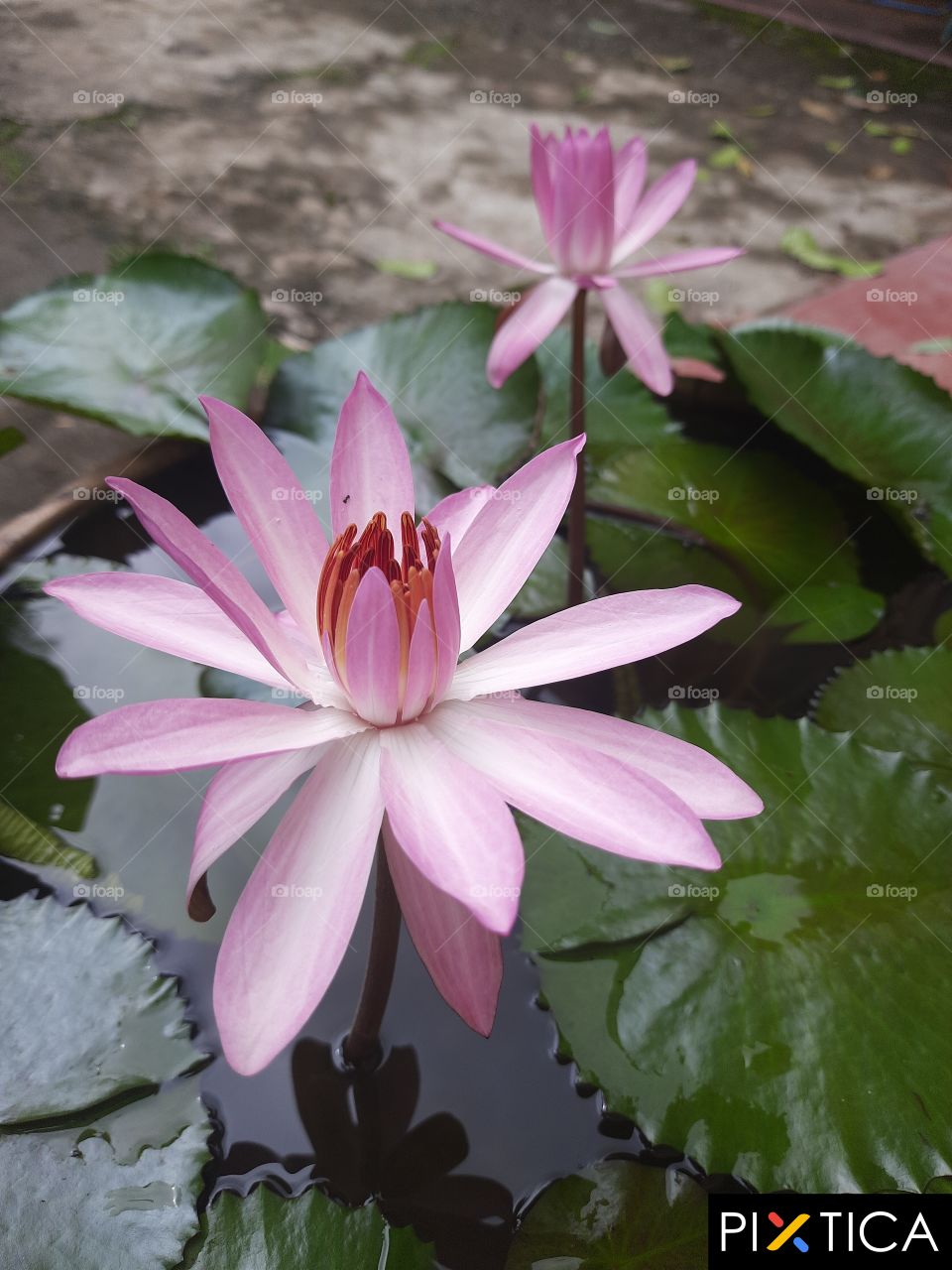 Water Lily bloom in my pond .