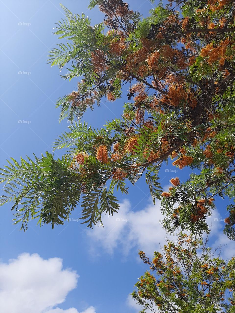 Gravillea Robusta From Down Up
