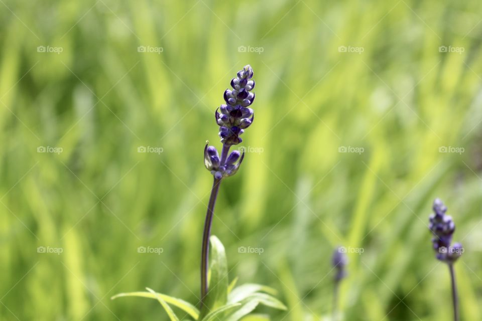 Purple flowers 