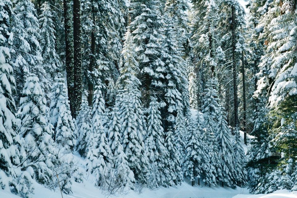 Sequoia park. Winter