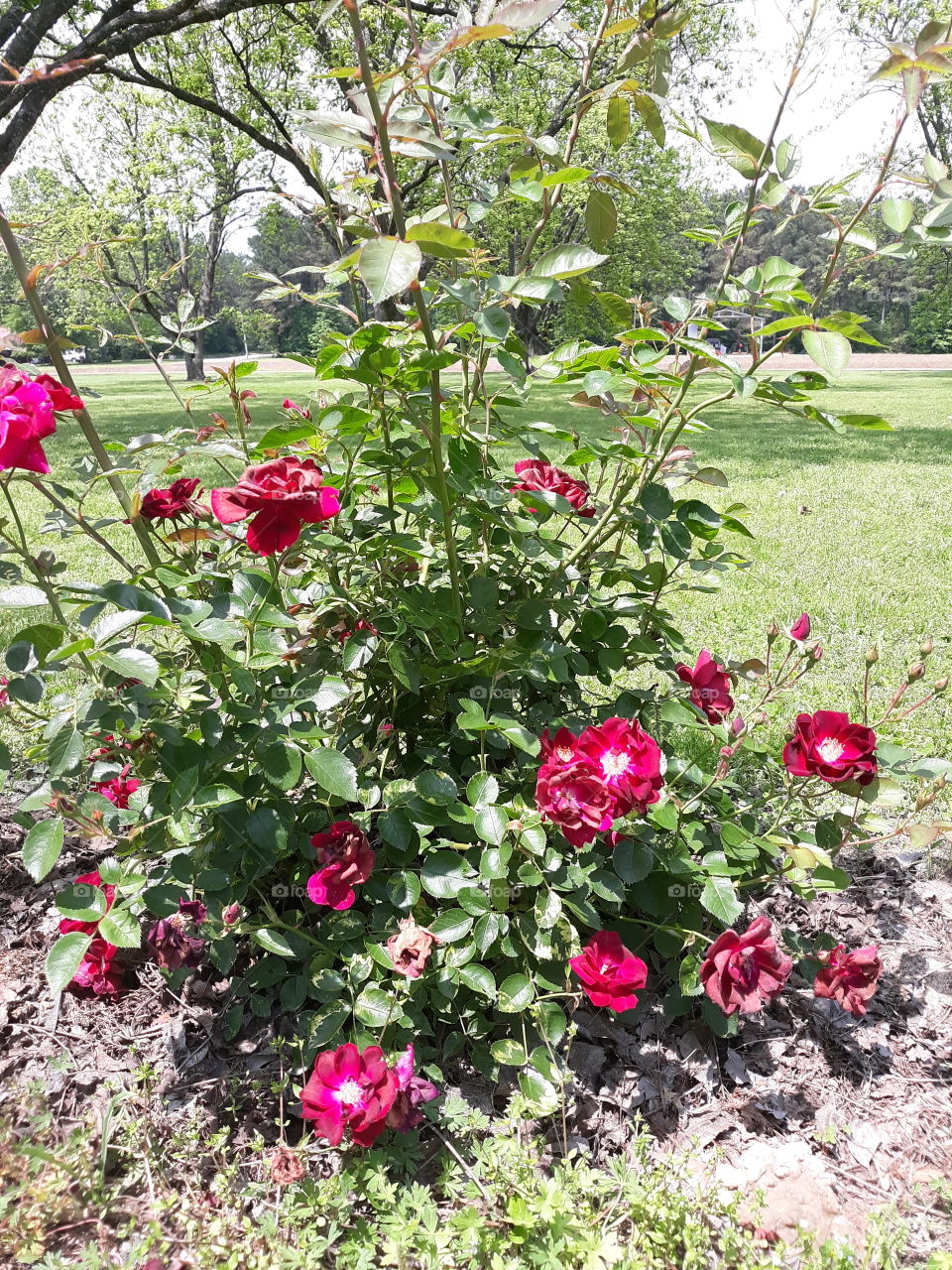 Rose Bush