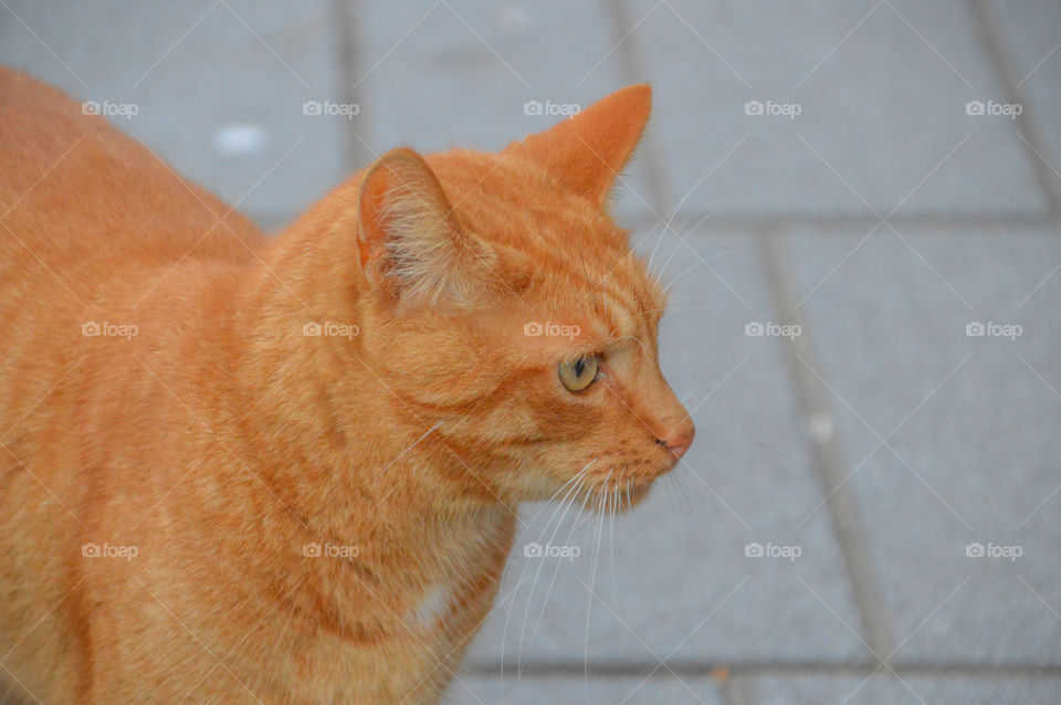 Close Up Of A Red Cat