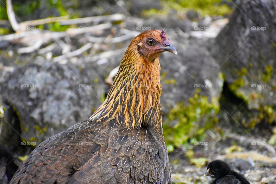 Mother hen and chick - I love the mamas striking textures and colors