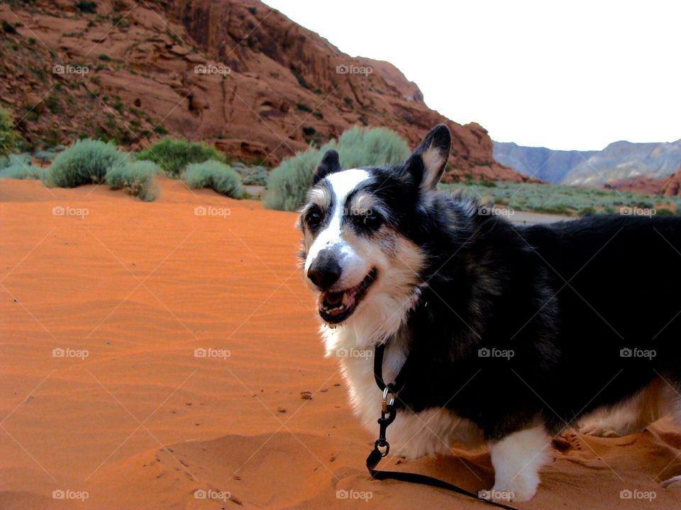 Snow Canyon, UT