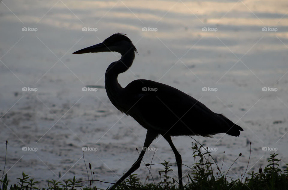 Heron silhouette