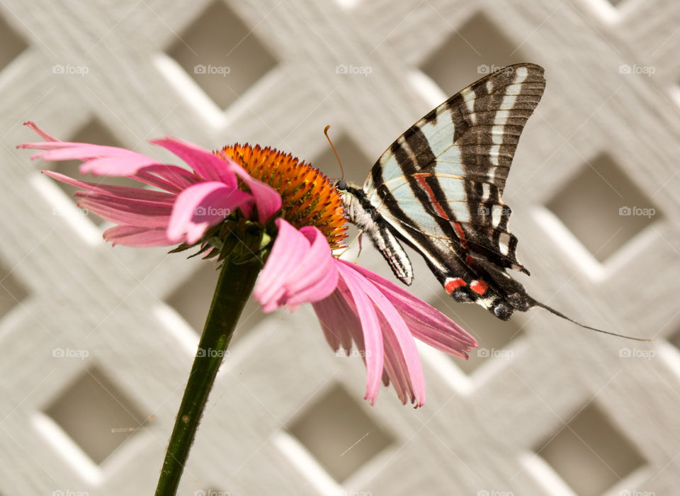 Zebra swallowtail on a flower.  Chesapeake Beach Maryland on a Summer Sunday morning