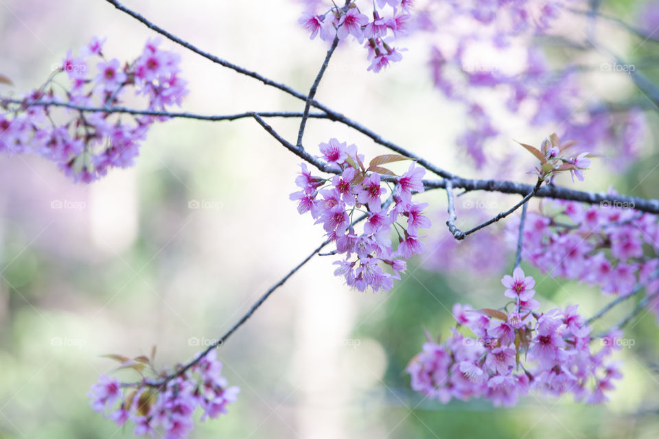 Sakura flower in Thailand 