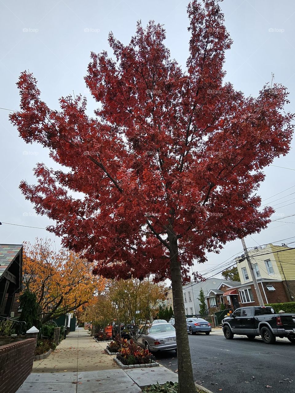 Fall trees on a brisk walk.