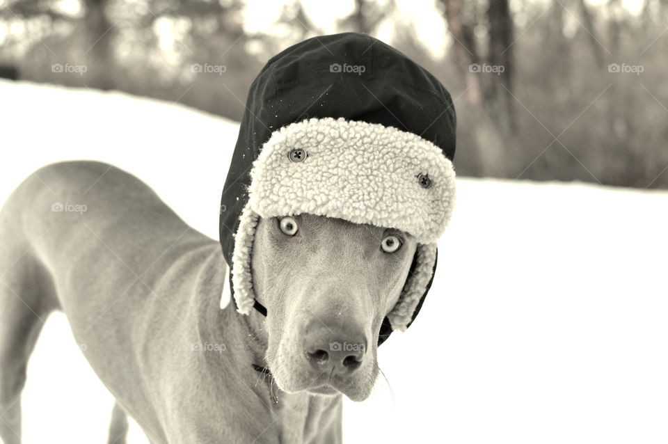 Funny monochromatic image of a Weimaraner dog wearing a winter hat outdoors in the snow