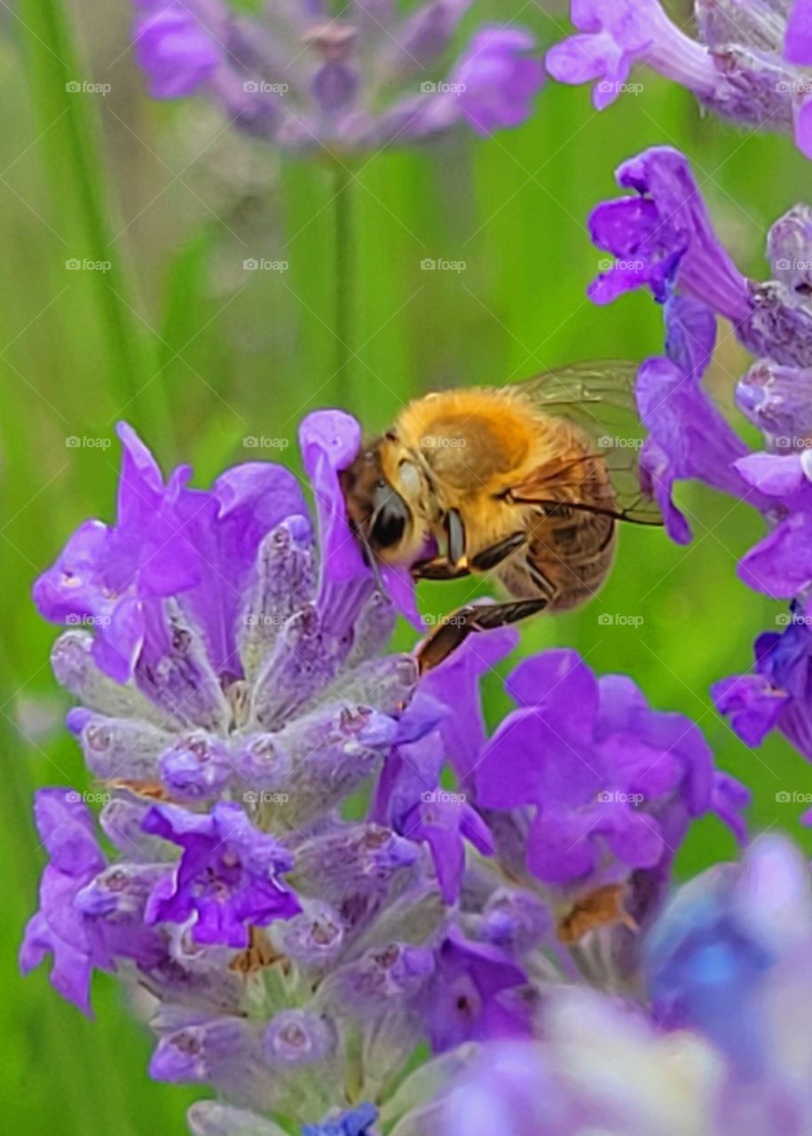 Busy as a Honey bee