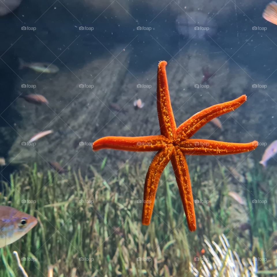 Sea star