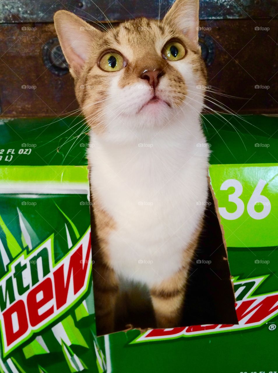 Cat playing in box