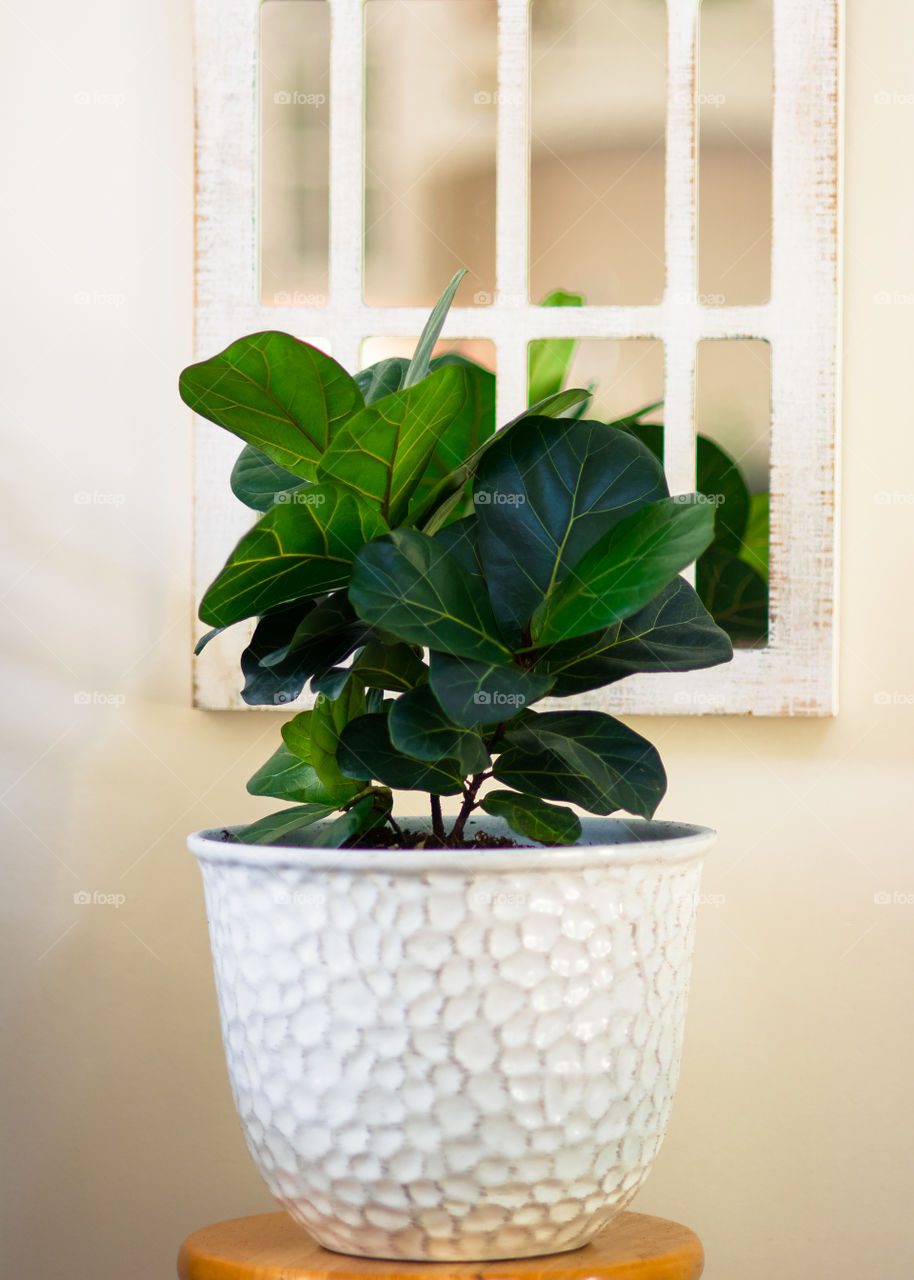 Fiddle Leaf Fig Plant in White Pot