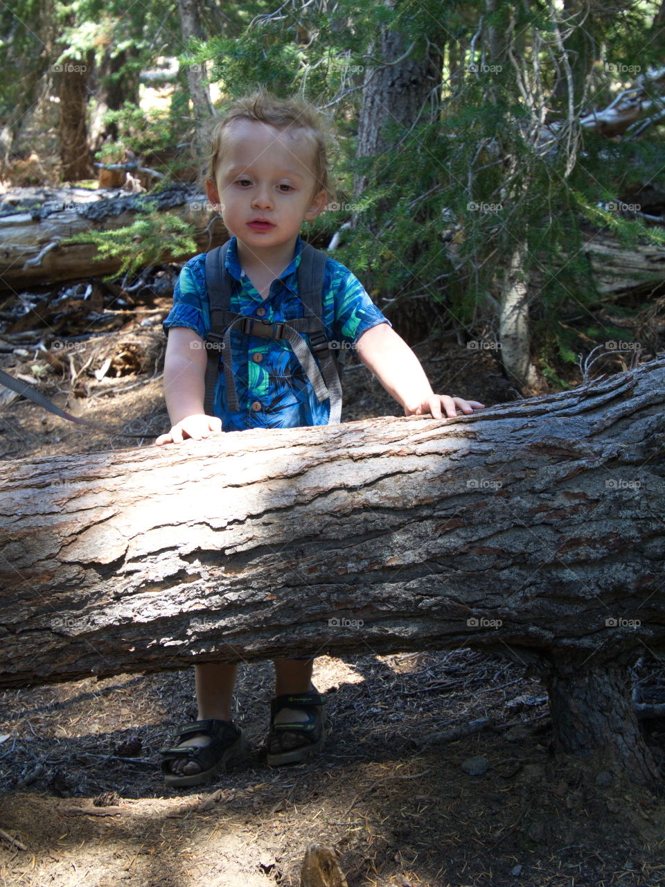 A small boy encounters a fallen log half his own height across a trail on a hike in the forests in the mountains of Central Oregon on a summer day. 