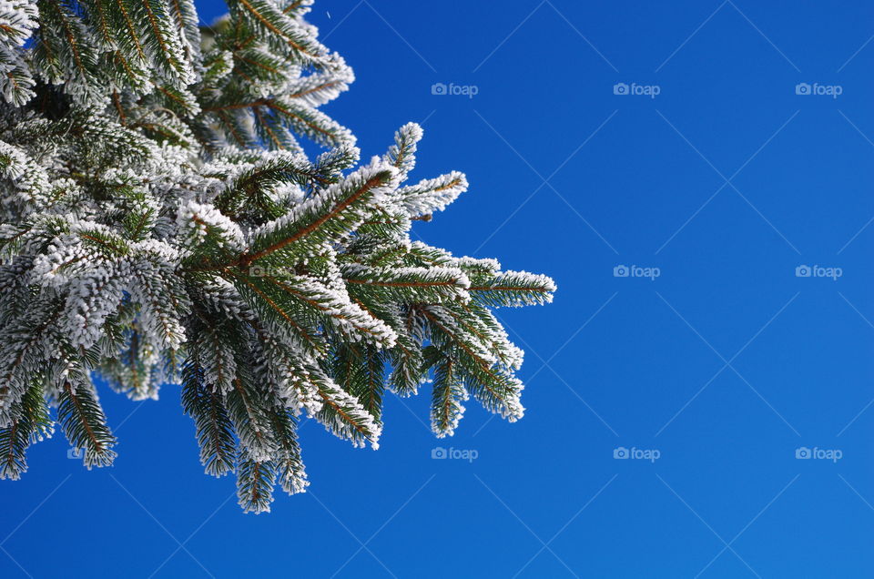 Frozen pine tree branches against blue sky