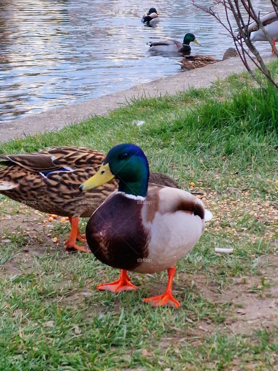 wild ducks in the park