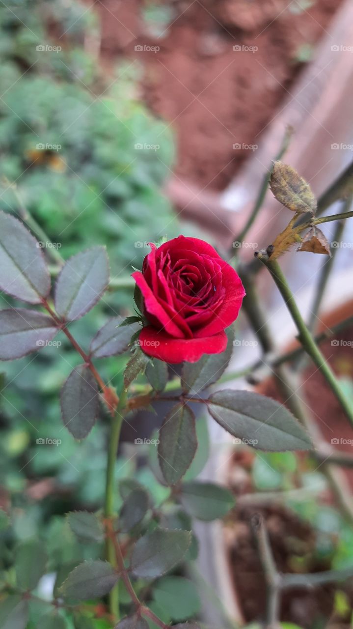 Beautiful Rose, Natural Photography