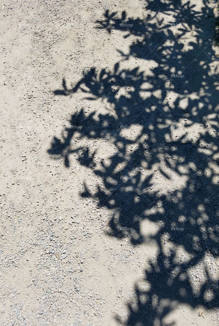 Tree shadow